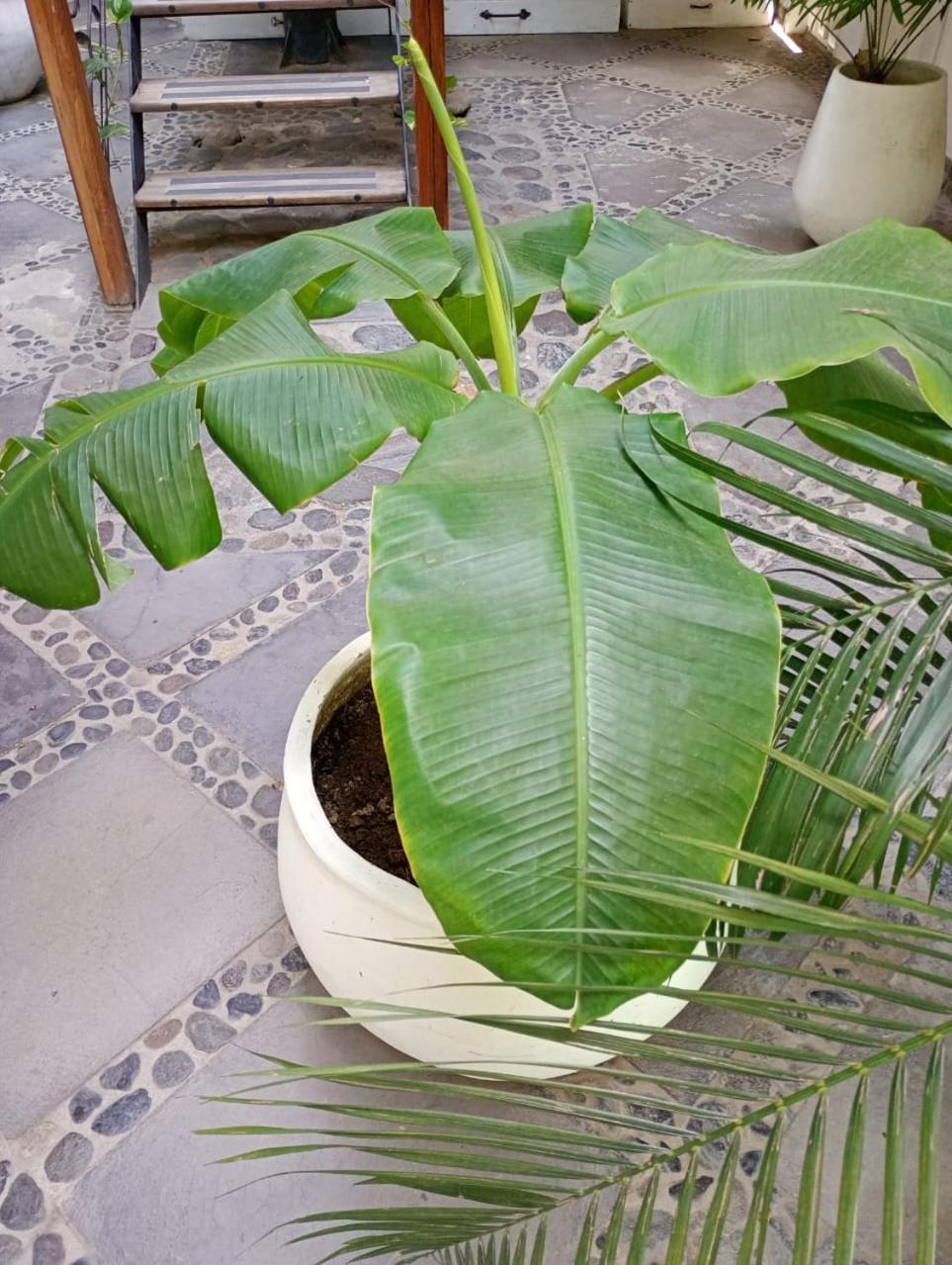 Casa Verde Hotel Santa Marta  Eksteriør billede