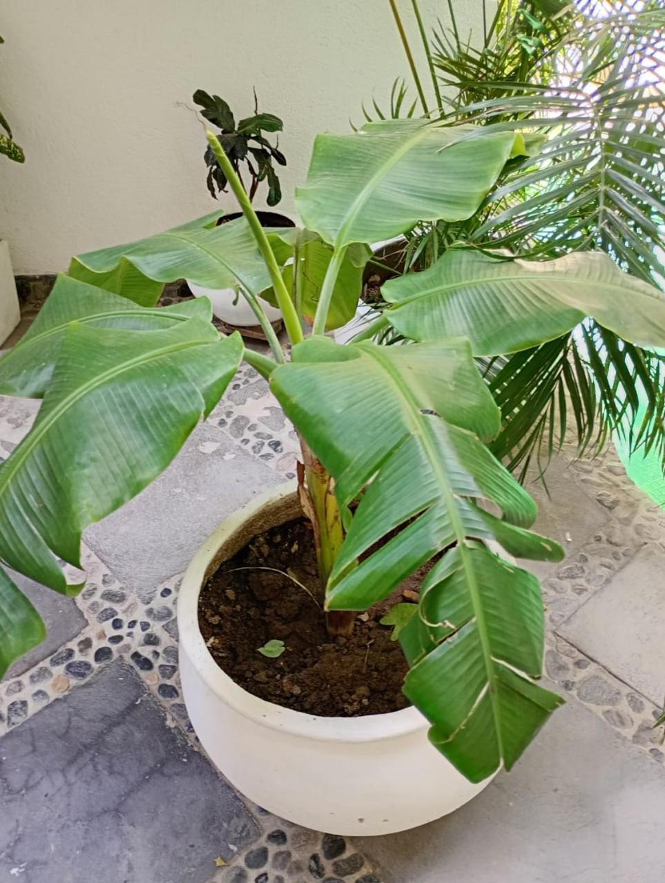 Casa Verde Hotel Santa Marta  Eksteriør billede